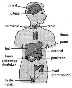 Untuk membandingkan sel epidermis bawang dengan sel pipi manusiamemerhati, melukis dan melabel gambarajah sel haiwan dan tumbuhan yang dilihat melalui mikroskop cahayamemerhatikan. Sains 1 2 3: Organisasi Sel Dalam Tubuh Manusia
