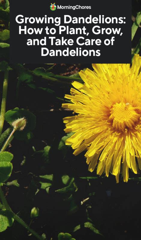Growing Dandelions How To Plant Grow And Take Care Of Dandelions