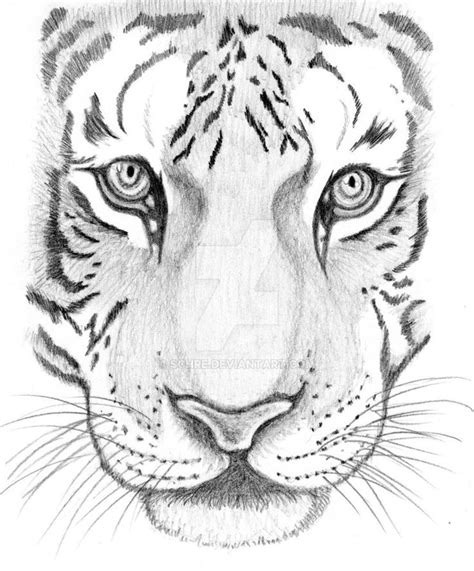 How To Draw A Tiger Face Step By Step Google Search Cool Drawings