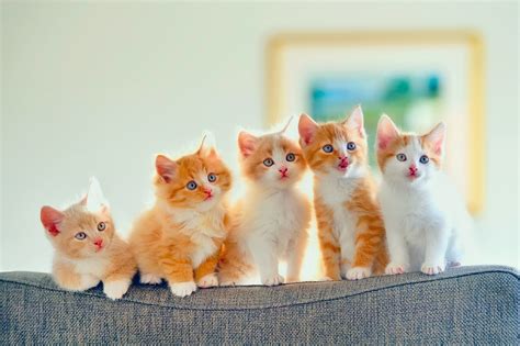 Cute Kittens Hd Wallpaper