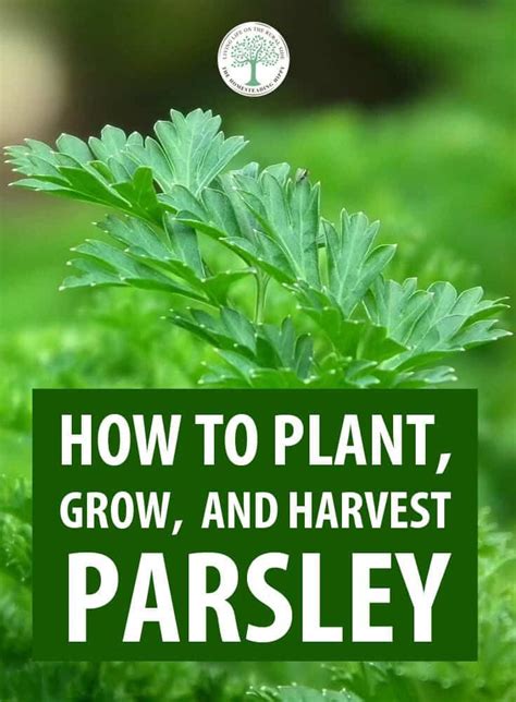 How To Plant Grow And Harvest Parsley The Homesteading Hippy