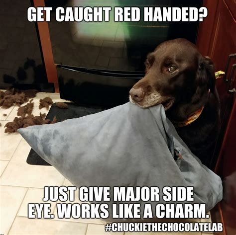17 Hilarious Labrador Memes Guaranteed To Make You Laugh | Page 2 of 4 | The Paws