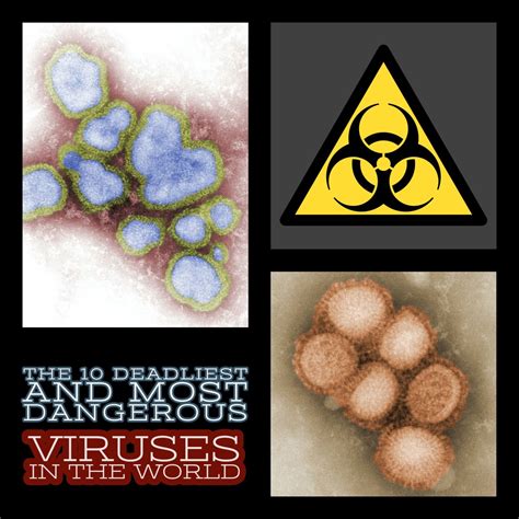 The 10 Deadliest And Most Dangerous Viruses In The World Owlcation