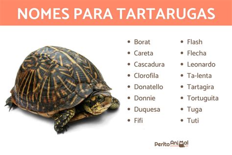 Nomes Para Tartarugas Criativos E Originais