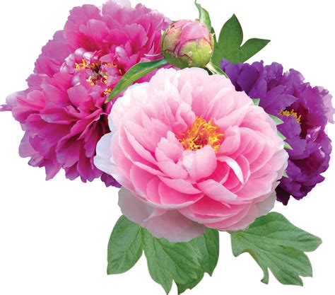 Free Peonies Png Download Free Peonies Png Png Images Free Cliparts