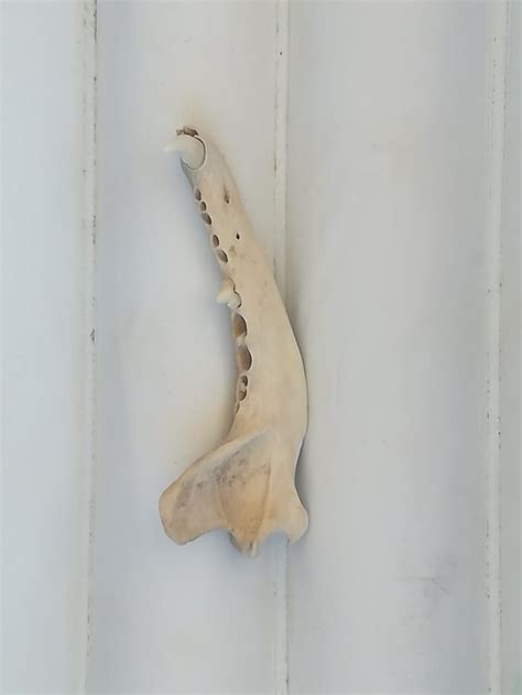 What Animal Does This Bone Belong To Bonecollecting