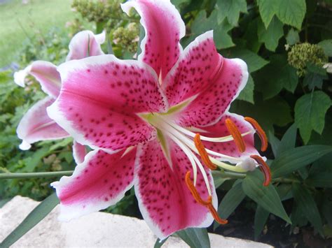 Beautiful Lily Flowers In The World