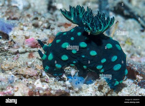 Cabbage Patch Nudibranch Hi Res Stock Photography And Images Alamy