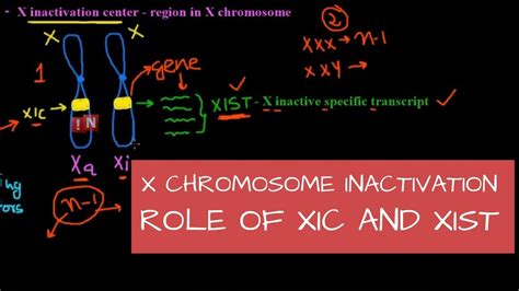 Lyonization is inactivation of one of the x chromosomes in females. X Chromosome Inactivation - Mechanism - Role of XIC and ...