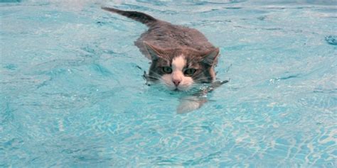 Los Mejores Vídeos De Gatos En El Agua