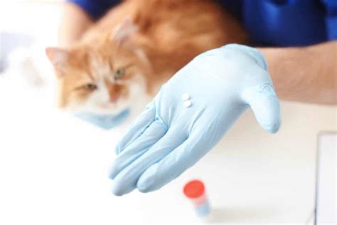Amoxicillin For Cats 3 Best Uses Revealed
