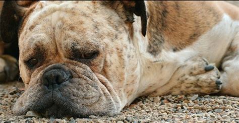 Tratamiento De Candidiasis En Perros Con Aceites Esenciales Esencias