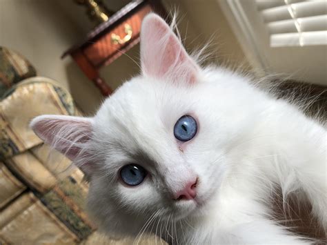Many cat owners are switching to raw meat diets for their felines. Instinct Kibble + Raw Dry Cat Food | TheCatSite