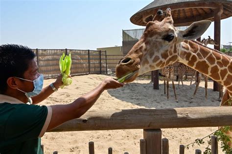 Later, a mobile version was introduced as part of iphone os 1 on the iphone and ipod touch in 2007. Live performances at Dubai Safari Park this weekend | Uae ...