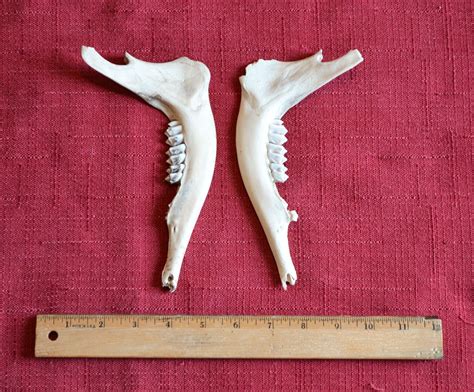 Deer Jawbones Real Jaw Taxidermy Animal Bones By Thecoyotewoman