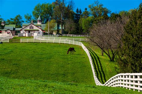 Thoroughbred Horse In Pasture Calumet Farm Lexington Kentucky Usa