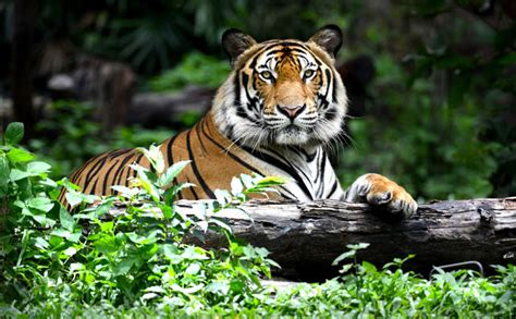 Top Places To Enjoy The Wildlife In Malaysia