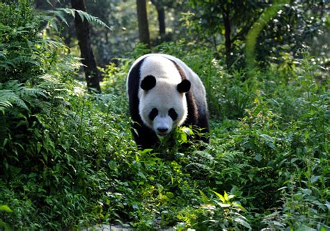 Descubre Al Oso Panda Gigante En Su Hábitat En Las Lejanas Montañas De