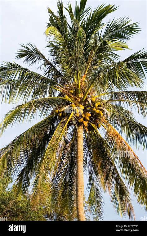 Tall Coconut Tree Hi Res Stock Photography And Images Alamy