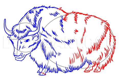 How To Draw A Yak, Step by Step, Drawing Guide, by Dawn - DragoArt