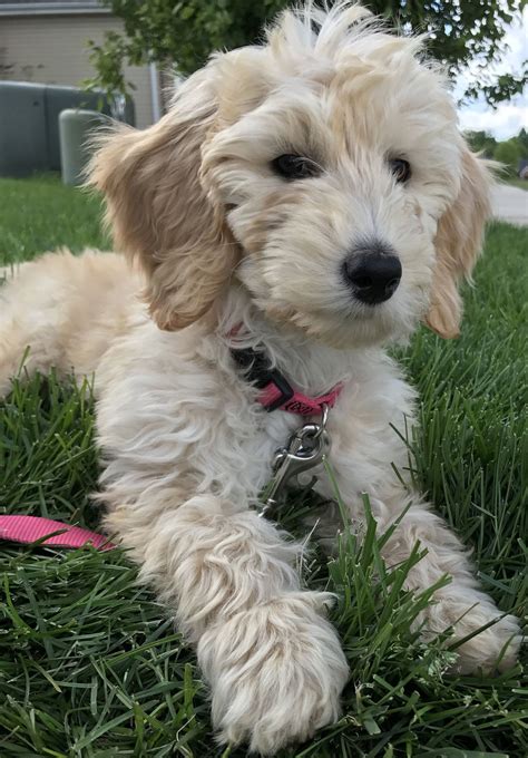 European golden retriever genetics in mini goldendoodle puppies dilutes red coloring to a lighter apricot/golden/cream coloring; English cream mini Goldendoodle | Labradoodle puppy ...