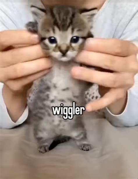 Wiggler Cat Tummy Full Of Soup By Brandonrodriguez Sound Effect Tuna