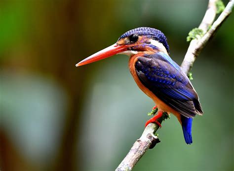 The Life Journey In Photography Blue Eared Kingfisher Sungai Congkak