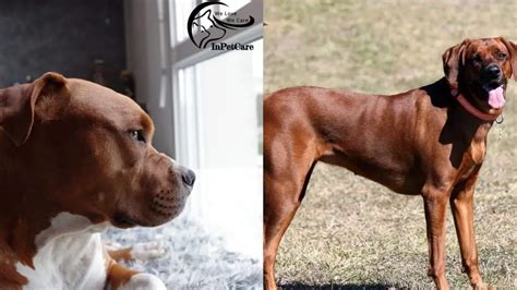 Coonhound Pitbull Mix A Complete Guide With Pictures
