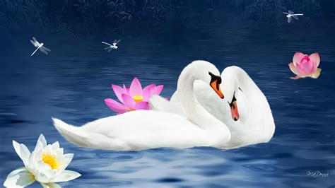 Romantic Swan Wallpapers Parketis
