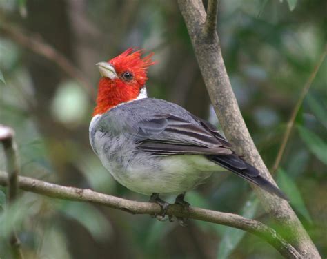 Red Crested Cardinal 2 Free Photo Download Freeimages