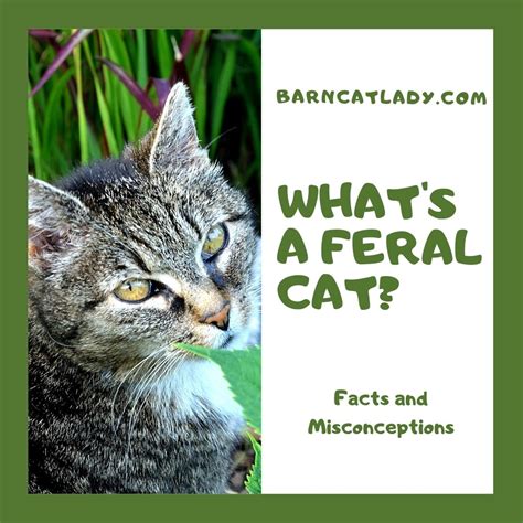 Whats A Feral Cat Facts And Misconceptions The Barn Cat Lady