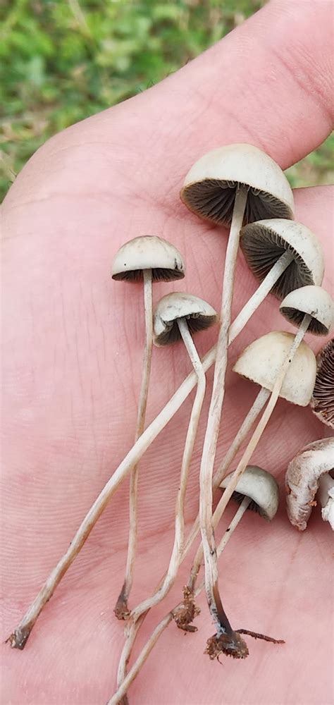 There are different reasons why you may want to use an android emulator on your. Is this a safe magic mushroom ?? If yes please leave a ...