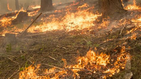 Alabama Forestry Commission Issues Statewide Fire Alert