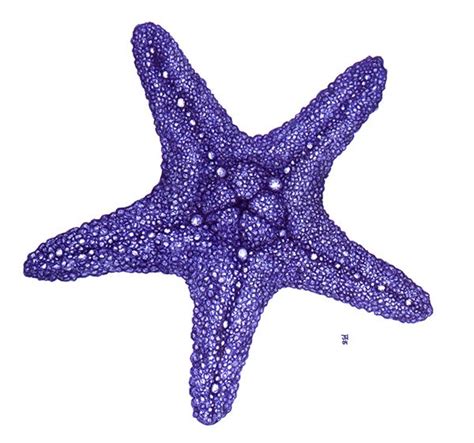 Starfish Clipart Seashell Pictures On Cliparts Pub 2020 🔝
