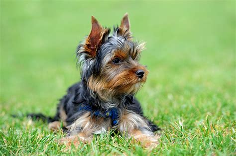 I can no longer afford the dog foods/brands that are sold exclusively by vets. 25 Best Dog Foods For Yorkies: Dry Food, Canned & Treats