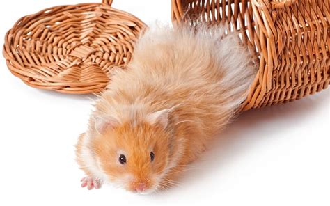 Syrian Hamster Animal Facts Encyclopedia