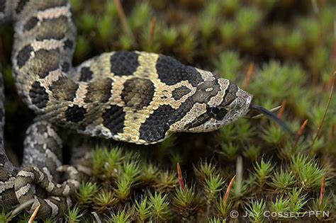 Eastern Hog Nosed Snake Heterodon Platirhinos Defensive Flickr