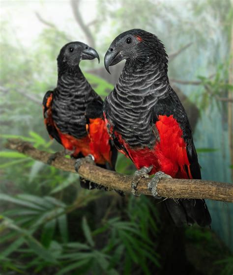 #pesquet | 10.3k people have watched this. New pavilion opening in Prague Zoo with more natural habitats for rare parrots