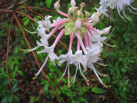 In central and north florida, it puts on an amazing show each spring with a beautiful display. Florida Native Plants | Flickr