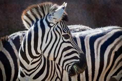 Plains Zebra Perth Zoo