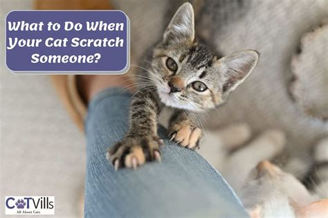 My Cat Scratched Someone What To Do And 4 Ways To Avoid It