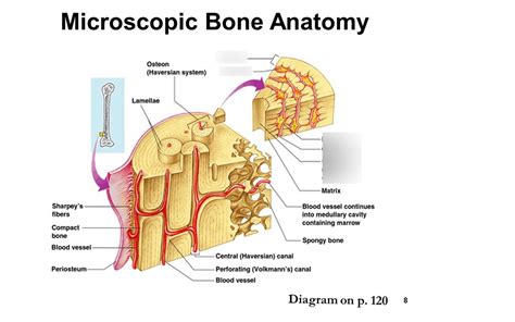 Diagram Of An Osteon