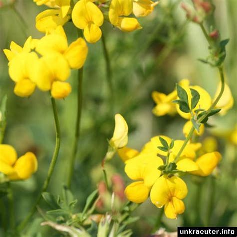 90.000 stichwörter und wendungen sowie 120.000 inflections of 'hornklee' (nm): Lotus corniculatus (Gewöhnlicher Hornklee)
