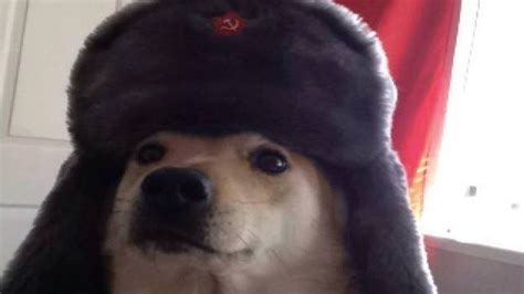 Comrade Doggo Russian Cat Russian Dogs Dog Icon