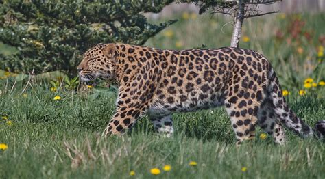 Amur Leopard On The Move By Paul Collins Amur Leopard Leopard
