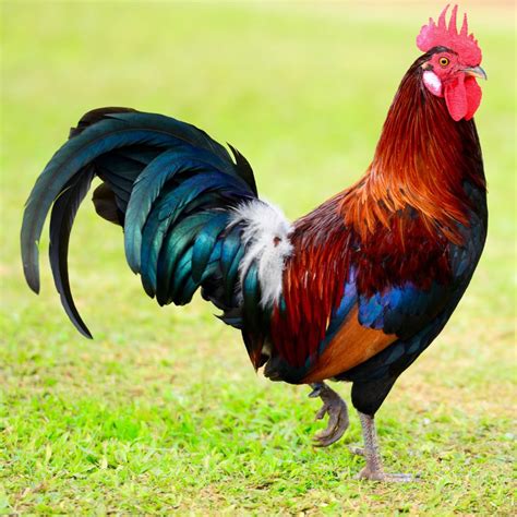 Adding A Rooster To Your Flock Care Quirks