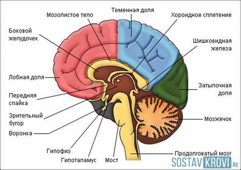 Инсулт в мозъчния ствол: исхемичен, хеморагичен, възможно ли е Картинка - Инсулт в мозъчния ствол: исхемичен, хеморагичен, възможно ли е