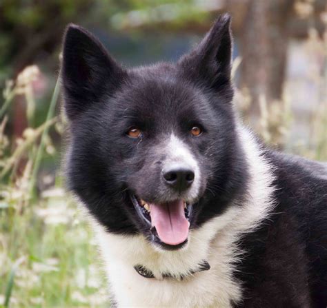 Best Karelian Bear Dog High Protein Dog Food Spot And Tango