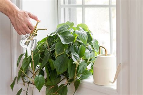 All About Watering Deeply And Why And How To Do It