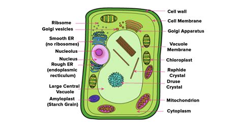 Top 181 Labelled Diagram Of Plant Cell And Animal Cell
